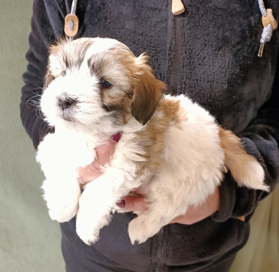 Petit mâle Coton de Tulear né le 26/10/2024 est proposé – vendu 1200 €.