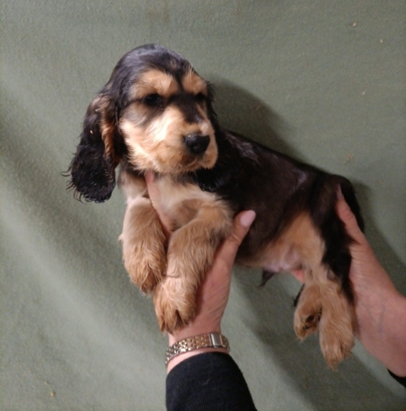 Petit mle Cocker Anglais (Spaniel) n le 31/10/2024 est propos  vendu 1500 .