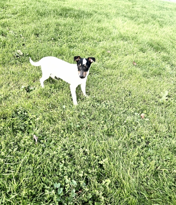 Petit mâle Jack Russell Terrier né le 23/04/2024 est proposé – vendu 560 €.