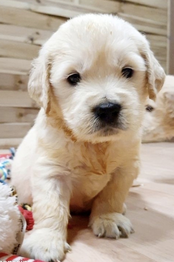 Petite femelle Golden Retriever née le 18/10/2024 est proposée – vendue 1300 €.