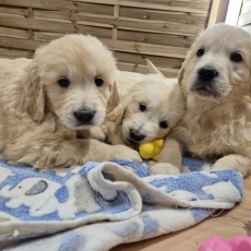 Chiot Golden Retriever à adopter au prix de 1000 €