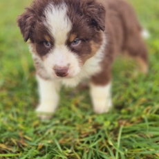 Adoption chiot Berger australien au prix de 900 €