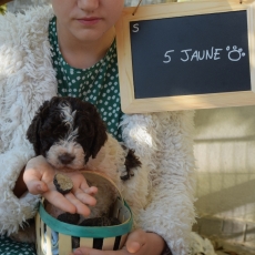 Ce petite mle Lagotto romagnolo propos  l'achat est n le 04/10/2024.