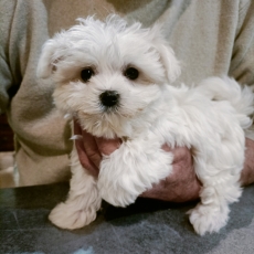 Chiot d'apparence de race Bichon Maltais  adopter.