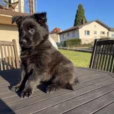 Chiot Berger Hollandais à poil long à adopter au prix de 1200 €