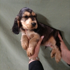 Chiot Cocker Anglais Spaniel  vendre au prix de 1500  vaccin et identifi.