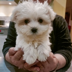 Cette petite femelle Bichon Maltais propose  l'achat est ne le 31/10/2024.