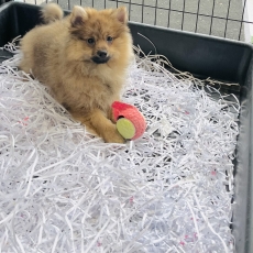 Spitz Allemand Nain chiot vendu 1010 €