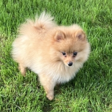 Chiot Spitz Allemand Nain à adopter au prix de 960 €