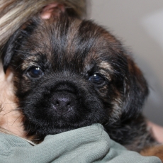 Chiot Border Terrier à adopter au prix de 1300 €