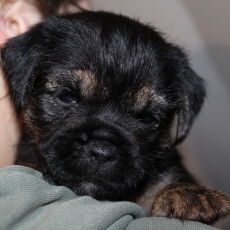 Adoption chiot Border Terrier au prix de 1300 €