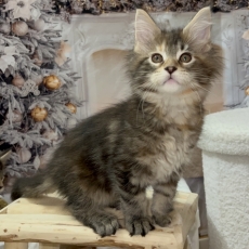 Chaton Maine Coon  vendre au prix de 1700  vaccin et identifi.