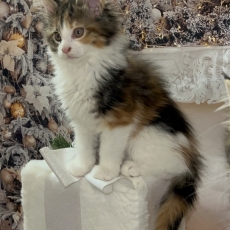 Chaton Maine Coon  vendre au prix de 1750  vaccin et identifi.