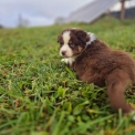 Chiot Berger australien de race  en région Nouvelle-Aquitaine.