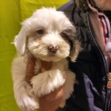 Chiot Bichon Havanais sans pedigree – prix 1200 €.