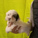 Chiot Bichon Havanais sans pedigree  en région Bourgogne-Franche-Comté.