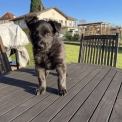 Chiot Berger Hollandais à poil long de race  en région Grand Est.