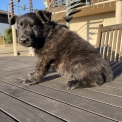 Chiot Berger Hollandais à poil long de race  en région Grand Est.