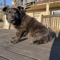 Chiot Berger Hollandais à poil long de race  en région Grand Est.