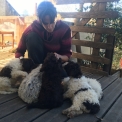 Chiot Lagotto romagnolo de race  en région Auvergne-Rhône-Alpes.