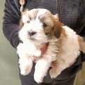 Coton de Tulear disponible dans le Doubs