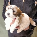 Chiot Coton de Tulear sans pedigree – prix 1200 €.