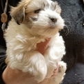 Chiot Coton de Tulear sans pedigree  en région Bourgogne-Franche-Comté.