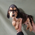 Chiot Cocker Anglais Spaniel  vendre au prix de 1500  vaccin et identifi.