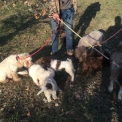 Chiot Lagotto romagnolo de race  en région Auvergne-Rhône-Alpes.