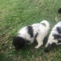 Chiot Lagotto romagnolo de race – prix 1600 €.