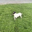 Chien Jack Russell proposé par l’élevage Chenil du grand senechal.