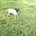 Chiot Jack Russell sans pedigree  en région Nouvelle-Aquitaine.