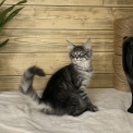 Maine Coon disponible en Aveyron