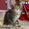 Chaton Maine Coon de race – prix 1700 €.