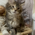 Chaton Maine Coon de race – prix 1700 €.