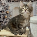 Maine Coon disponible en Eure-et-Loir