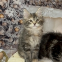 Chaton Maine Coon de race – prix 1700 €.