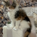 Chaton Maine Coon de race LOOF avec pedigree  adopter.