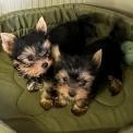 Yorkshire Terrier disponible en Isère