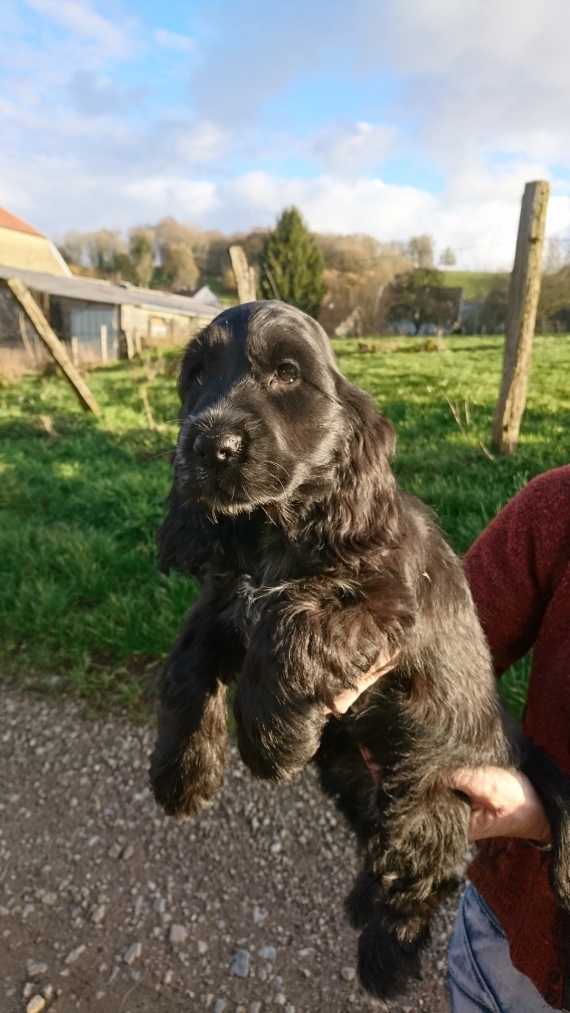 Petite femelle Cocker Anglais (Spaniel) ne le 03/12/2024 est propose  vendue 1500 .