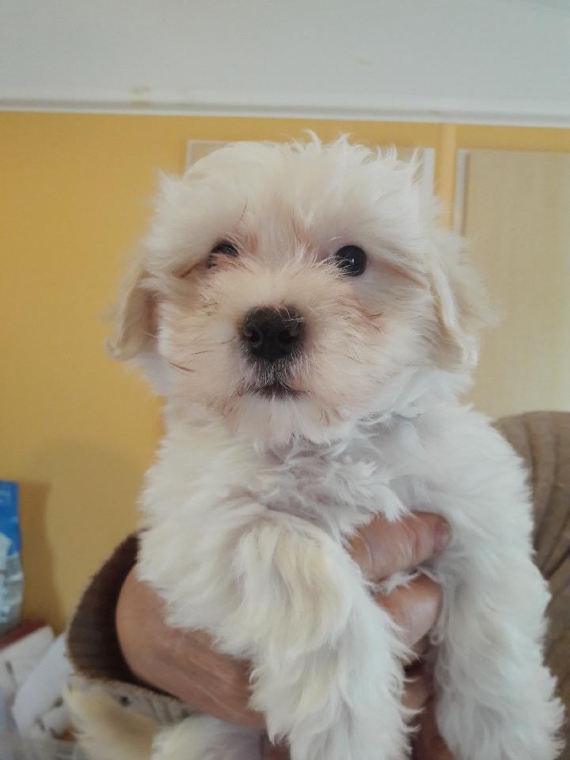 Petit mâle Coton de Tulear né le 14/10/2024 est proposé – vendu 1200 €.