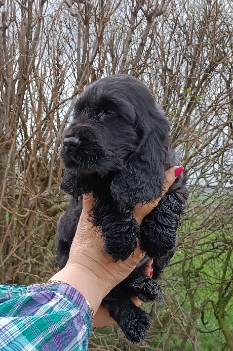 Petite femelle Cocker Anglais (Spaniel) ne le 31/10/2024 est propose  vendue 1500 .