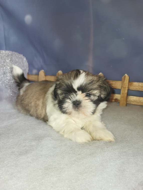 Petite femelle Shih Tzu née le 14/11/2024 est proposée – vendue 1500 €.