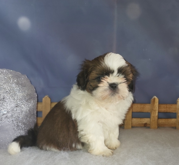 Petite femelle Shih Tzu née le 14/11/2024 est proposée – vendue 1500 €.