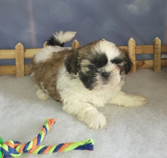 Petite femelle Shih Tzu née le 14/11/2024 est proposée – vendue 1500 €.