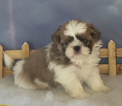 Petit mâle Shih Tzu né le 18/11/2024 est proposé – vendu 1800 €.