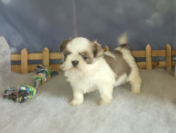 Petite femelle Shih Tzu née le 18/11/2024 est proposée – vendue 2000 €.