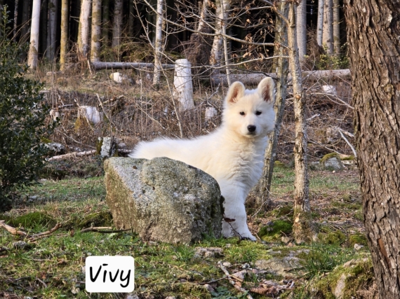 Petite femelle Berger Blanc Suisse née le 31/10/2024 est proposée – vendue 1600 €.