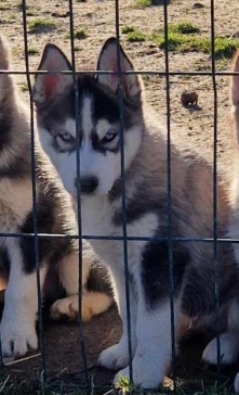 Petit mâle Husky Sibérien né le 30/10/2024 est proposé – vendu 680 €.