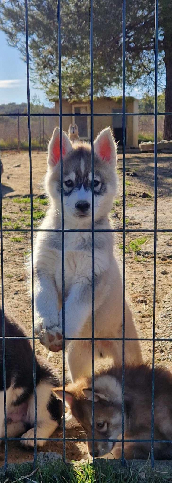 Petit mâle Husky Sibérien né le 30/10/2024 est proposé – vendu 680 €.